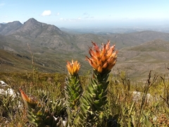 Mimetes pauciflorus