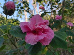 Malvaceae