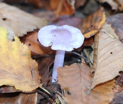 Inocybe lilacina