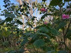 Malvaceae