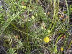 Leucospermum prostratum