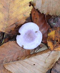Inocybe lilacina