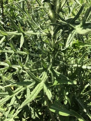 Cirsium vulgare
