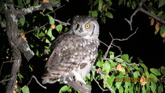 Bubo africanus africanus