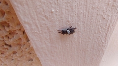 Pogonocherus hispidulus