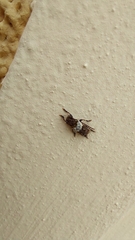 Pogonocherus hispidulus