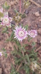 Drosanthemum hispifolium