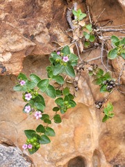 Teedia