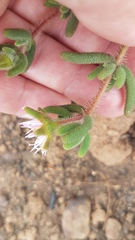 Drosanthemum hispifolium