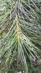 Pinus morrisonicola