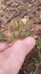 Drosanthemum hispifolium