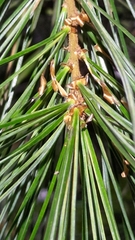 Pinus morrisonicola