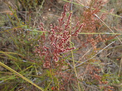 Erica rosacea