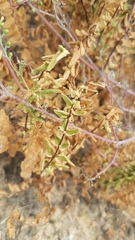 Cheilanthes hastata