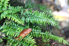 Hymenasplenium pubirhizoma