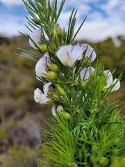 Psoralea ivumba