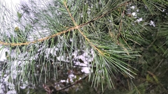 Pinus morrisonicola
