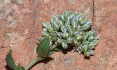 Limeum telephioides telephioides