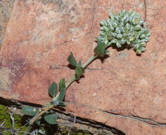 Limeum telephioides telephioides