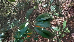 Photinia serratifolia