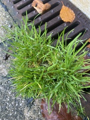 Poa