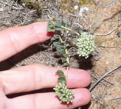 Limeum telephioides telephioides