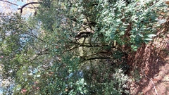 Photinia serratifolia