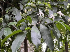 Tabernaemontana ventricosa