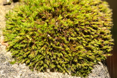 Didymodon
