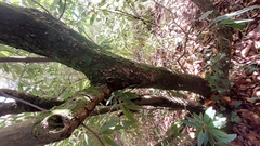 Photinia serratifolia