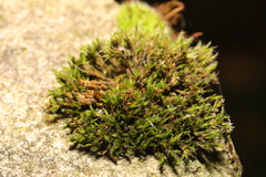 Orthotrichum anomalum