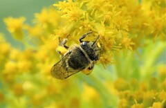 Colletes simulans