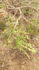 Osteospermum spinosum