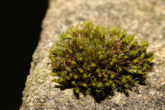 Orthotrichum anomalum