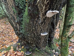 Phellinus igniarius