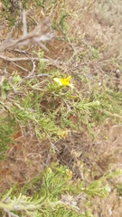 Osteospermum spinosum