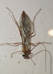 Ophion obscuratus