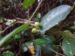 Ficus tinctoria