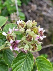 Rubus rigidus