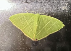 Urolitha bipunctifera