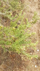 Osteospermum spinosum