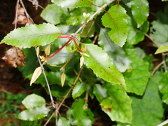 Pterophylla racemosa
