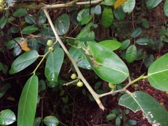 Ficus tinctoria