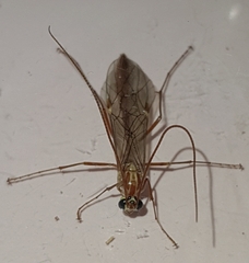 Ophion obscuratus