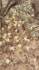 Lampranthus sociorum