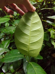 Ficus tinctoria