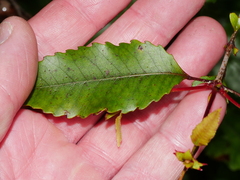 Pterophylla racemosa