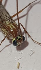 Ophion obscuratus