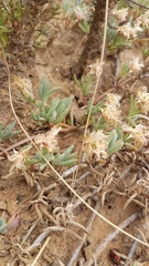 Lampranthus sociorum