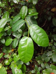 Ficus tinctoria